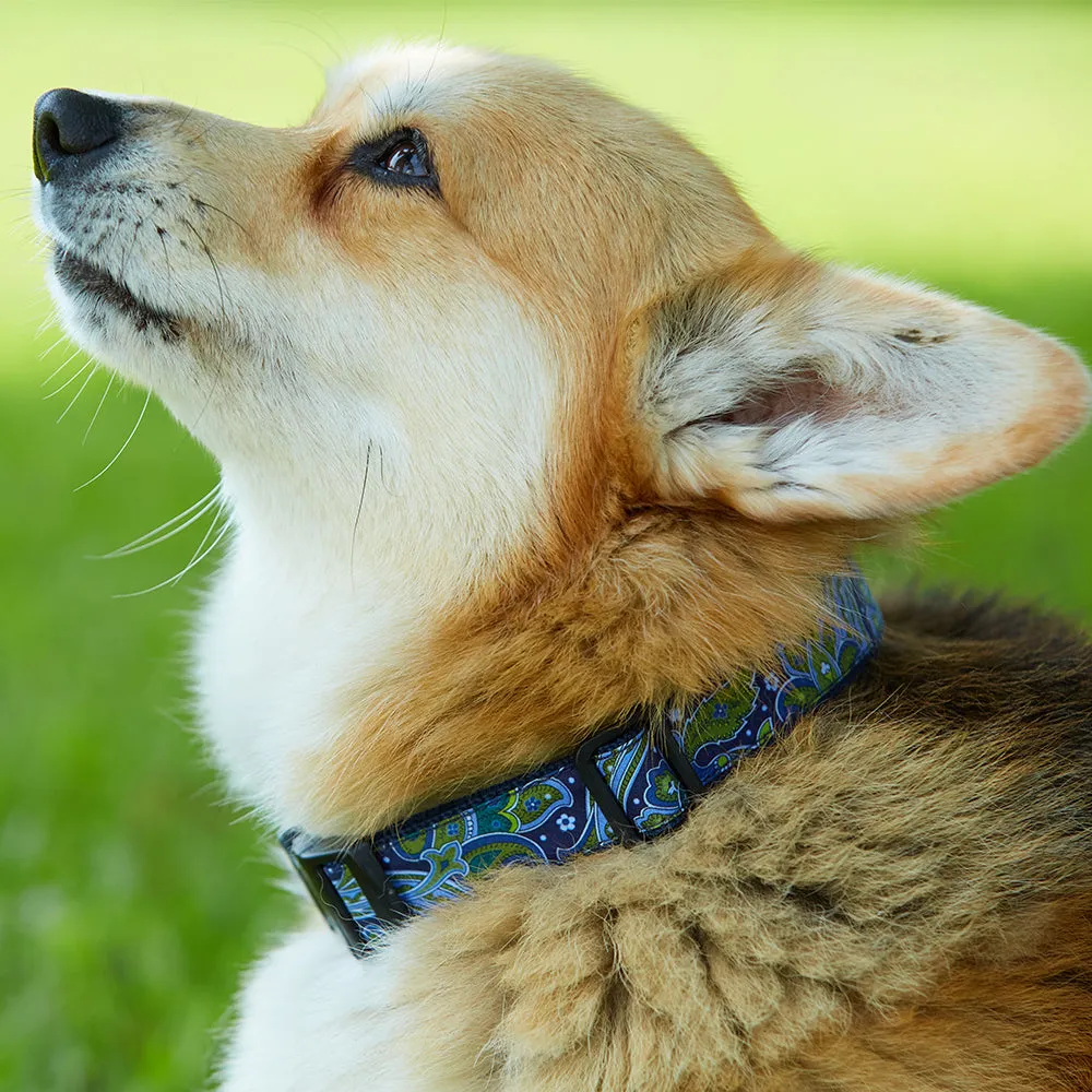 Academy Navy/Blue - Dog Collar