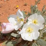 Range of Light - Dune Primrose - .25 fl oz